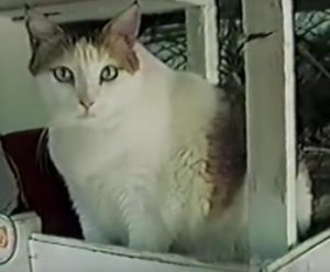 Creme Puff is the longest living cat in the world, dying at 38 years and 2 days.