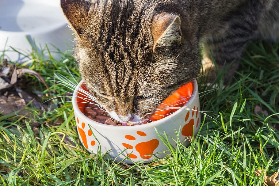 Learning what to feed an old cat can help extend their lives