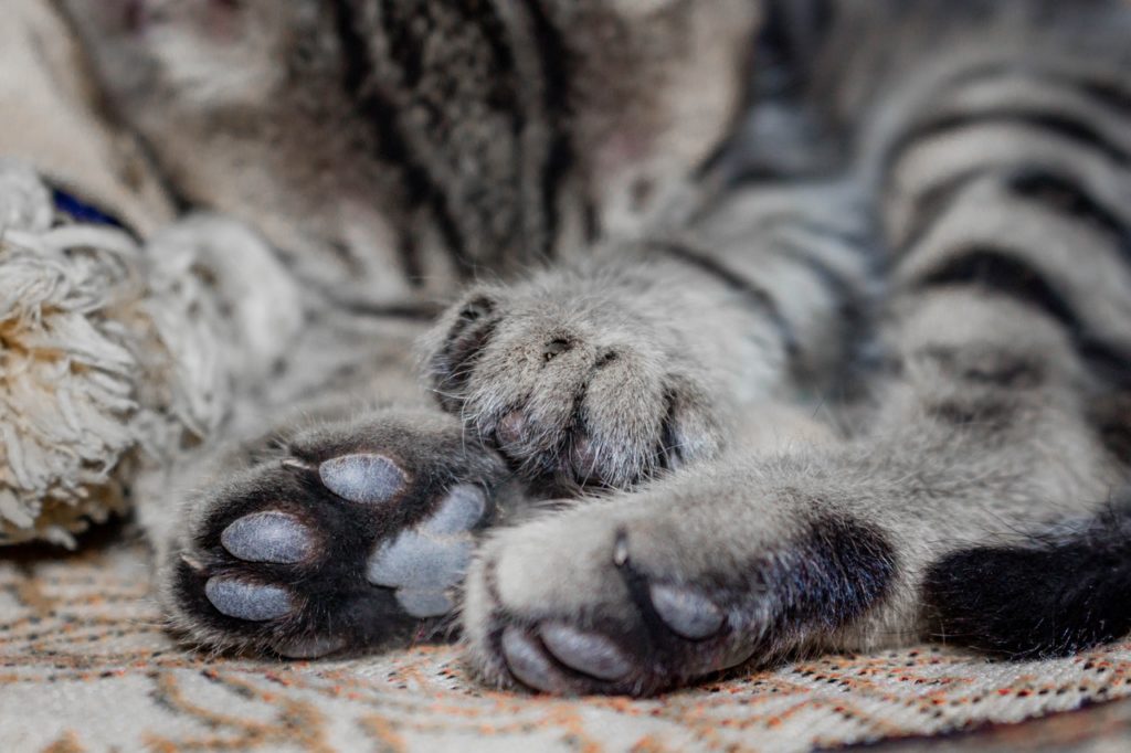 How to keep your declawed cat comfortable