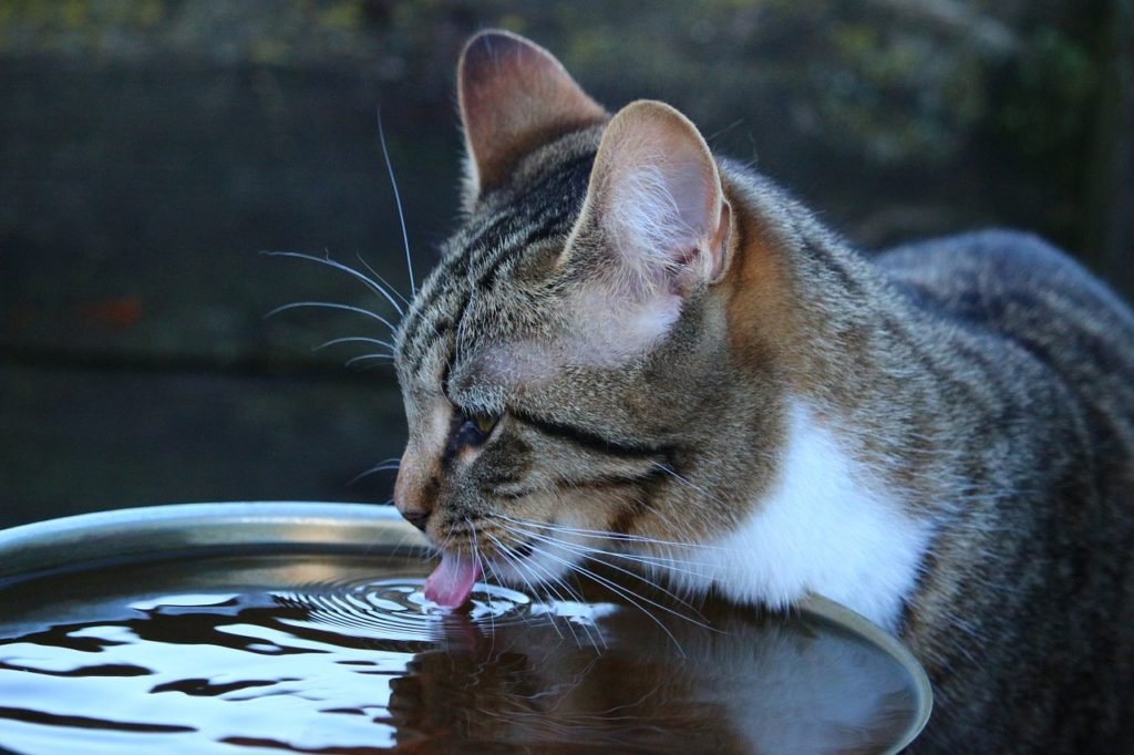 View of What is the treatment for kidney disease in older cats - Senior Cats