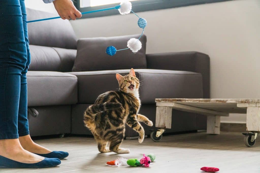 Top toys for senior cats - Senior Cats